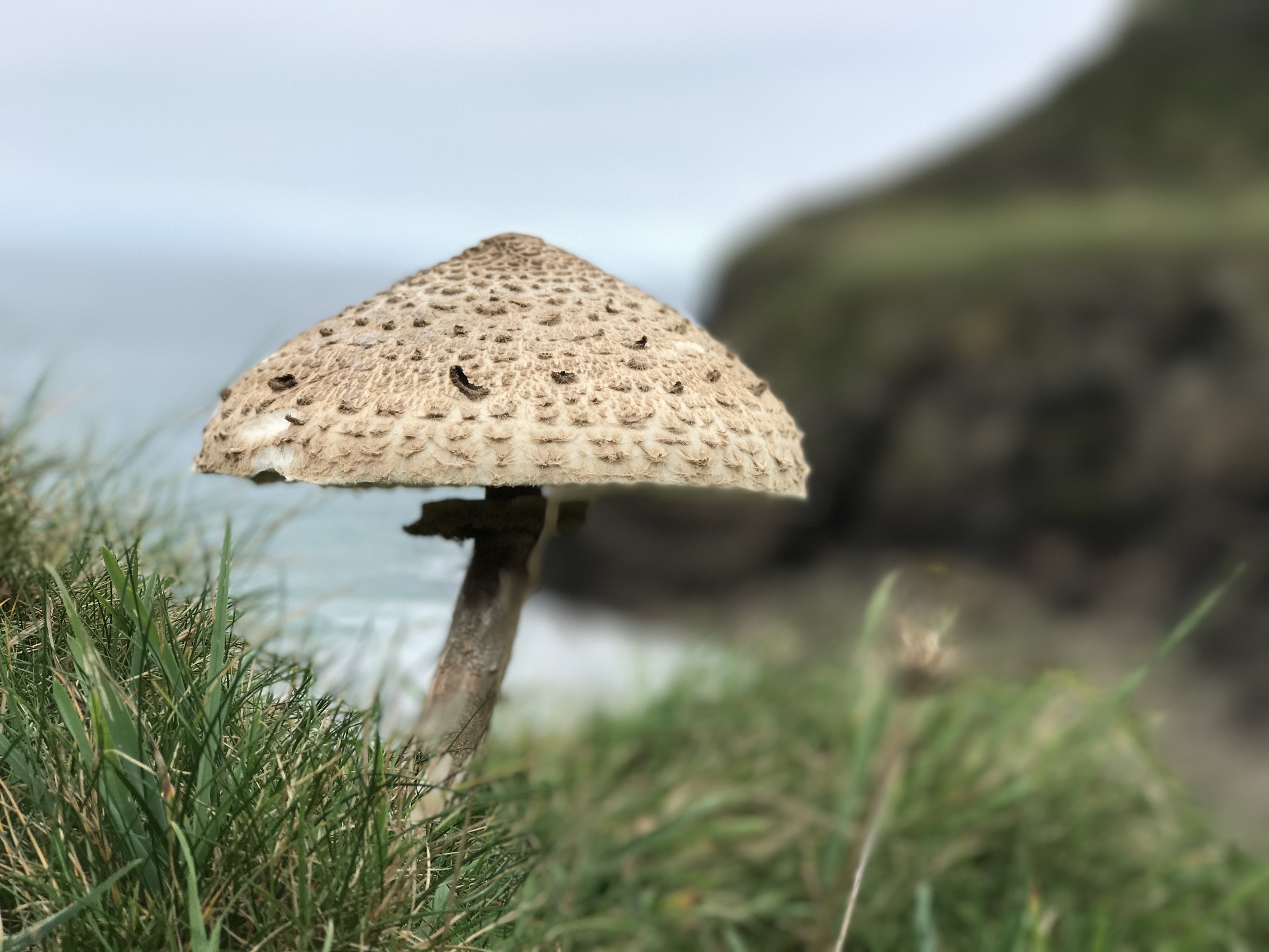 Lundy-Bay-Cornwall.jpeg