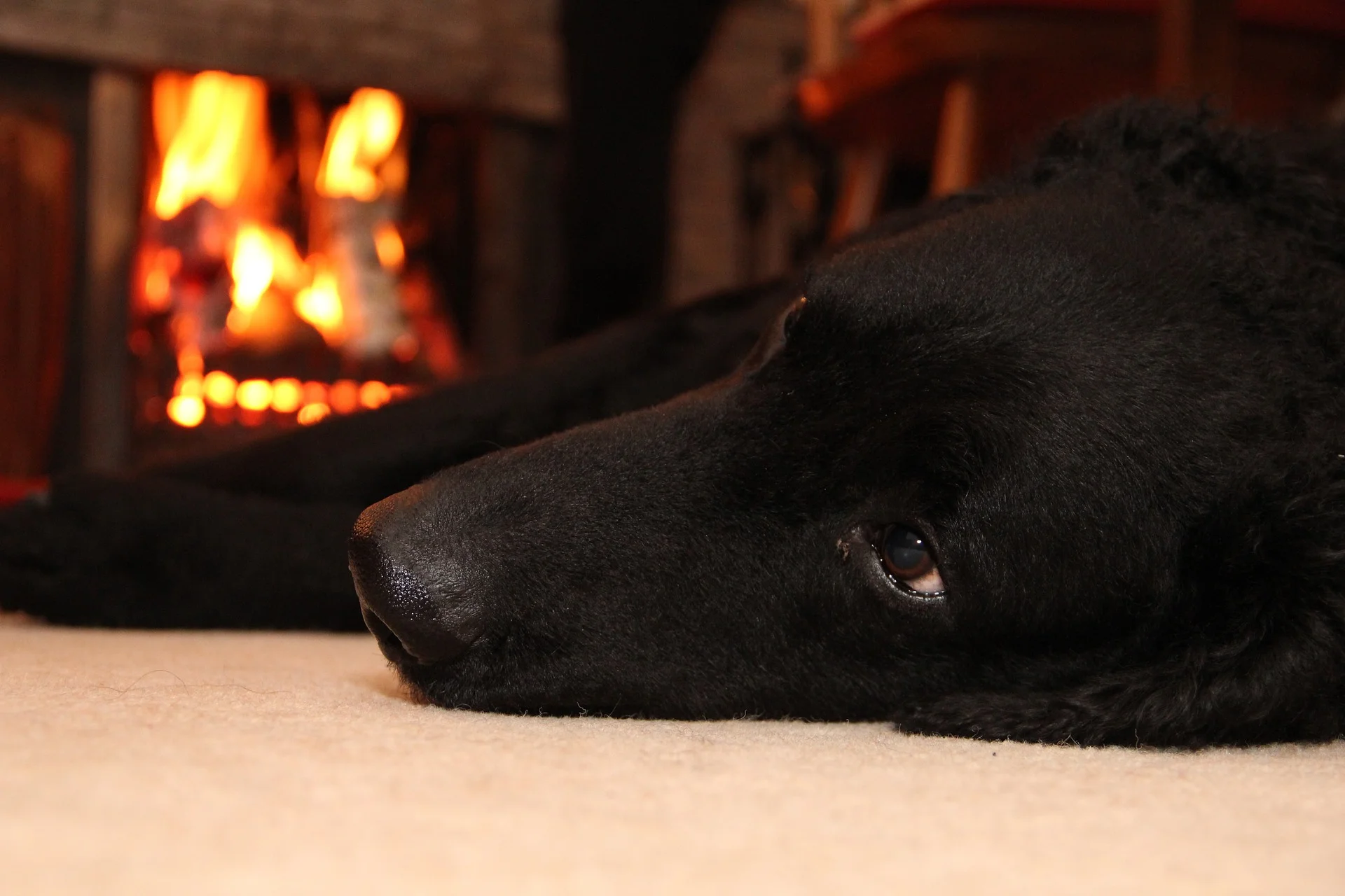 Top 5 dog-friendly restaurants with a log fire in North Cornwall