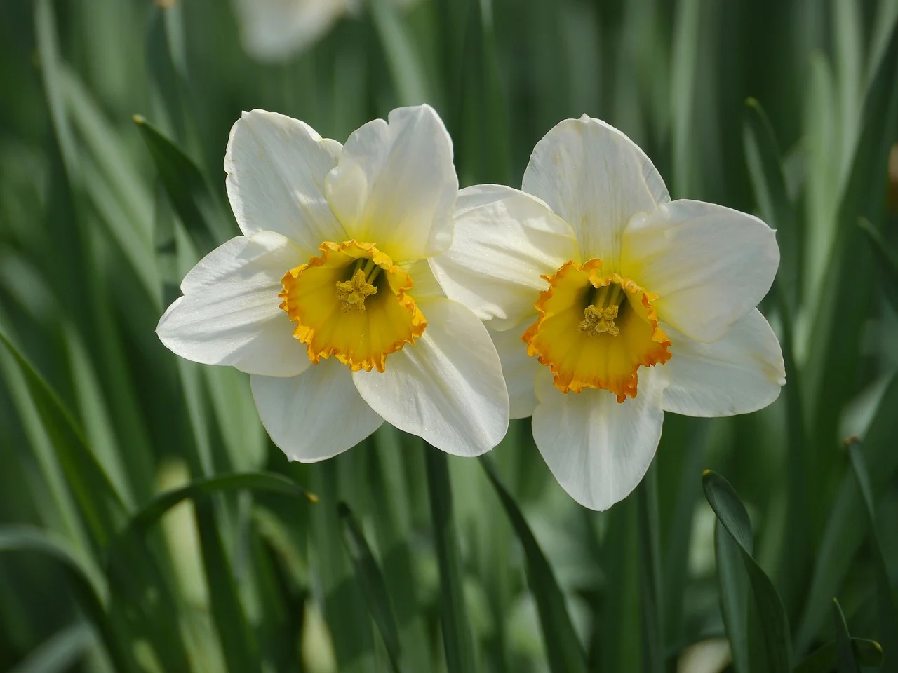 Narcissus at Easter