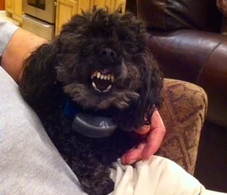 Chipper.jpg