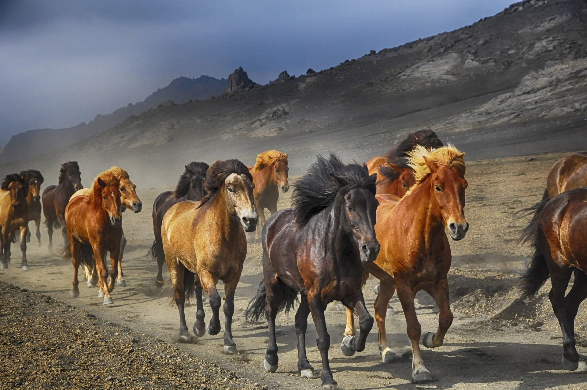 horses-2360048_1920.jpg