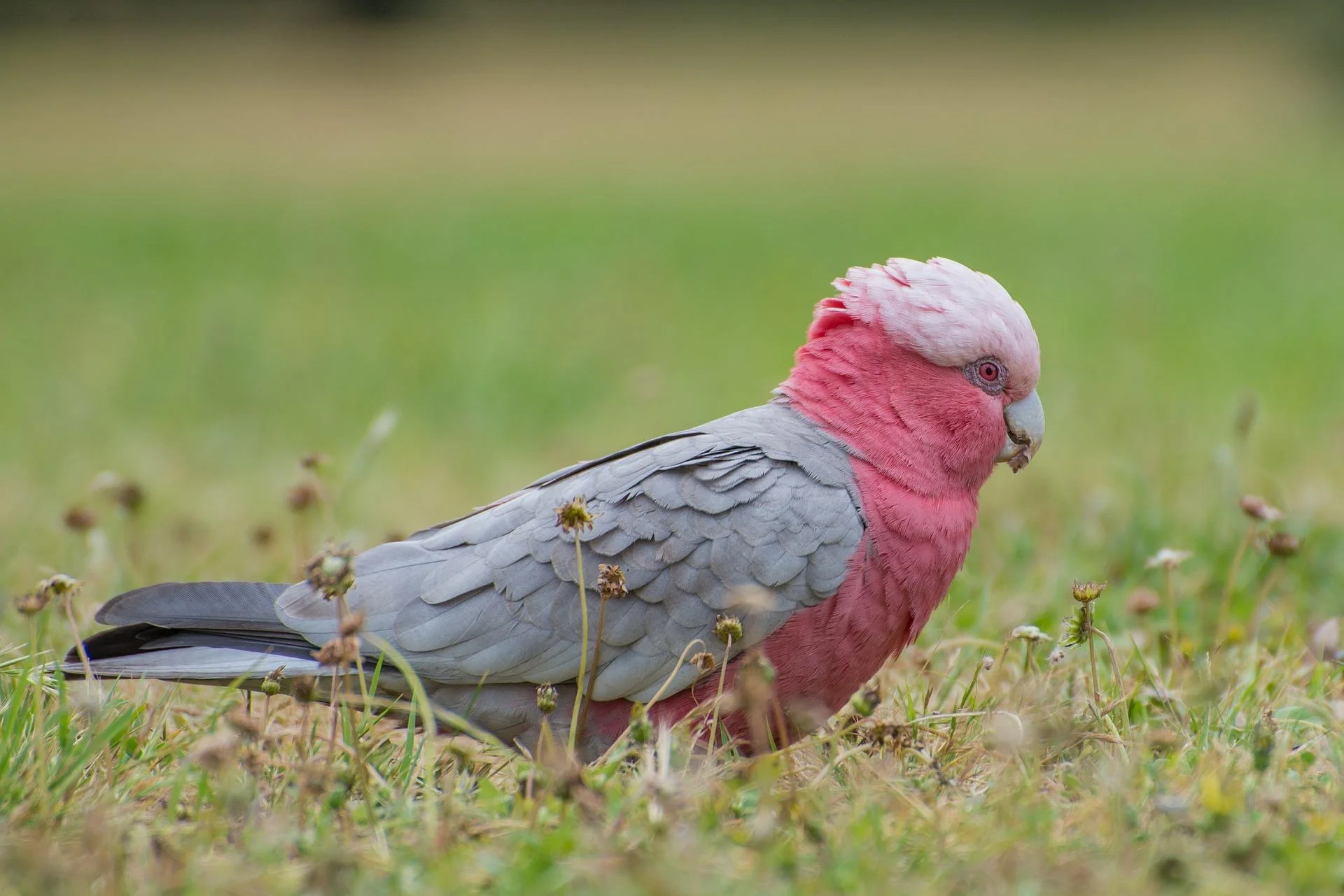 PinkBird.jpg