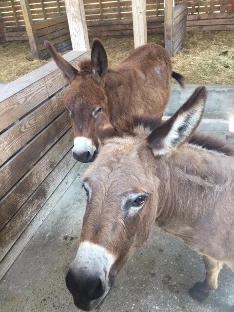 If a donkey could talk