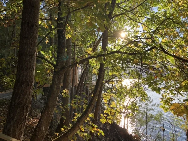 sunlight peeking through the arbutus trees. enso Treehouse.