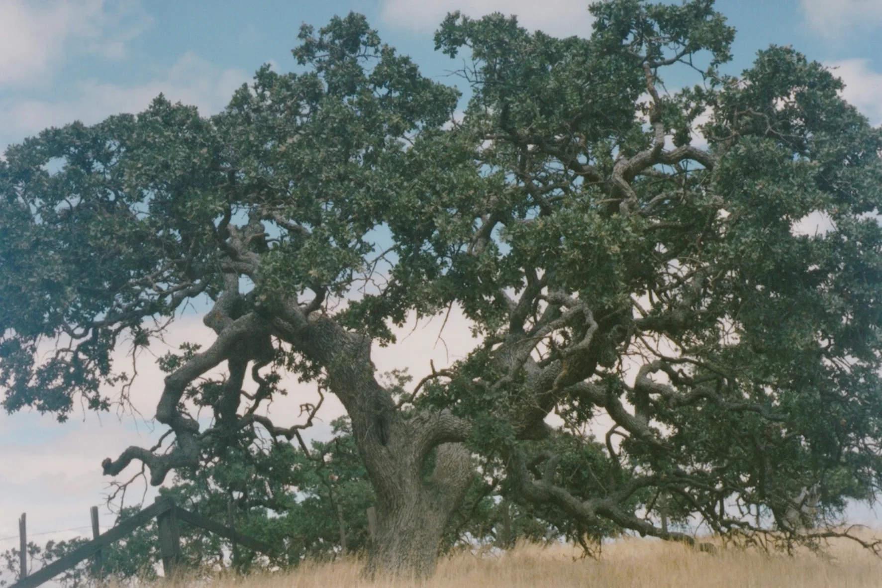 Scan 22.jpeg
