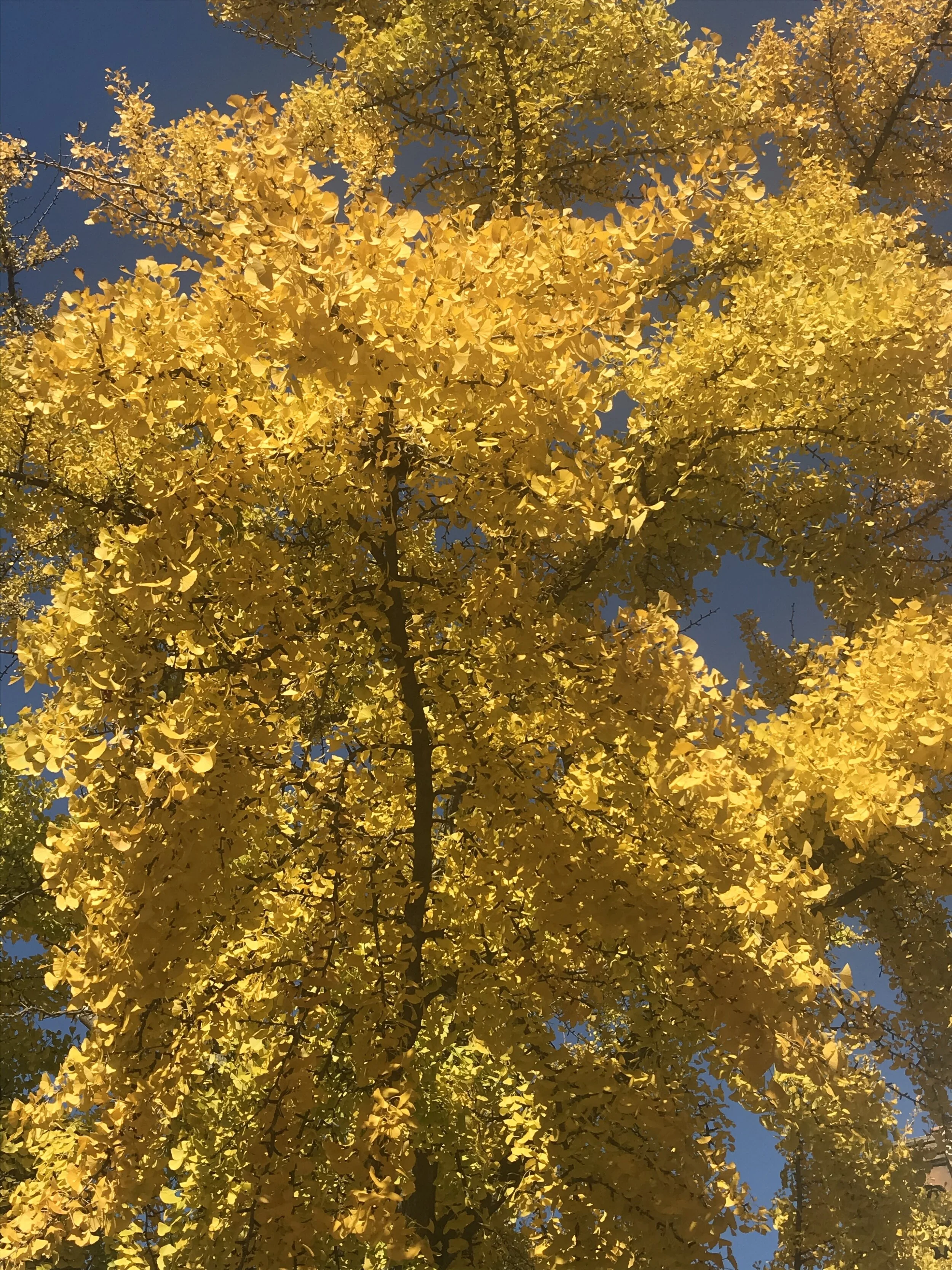 IMG_2188.jpeg