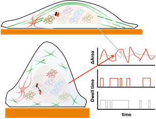 Schematic showing how changes in cell shape result in altered actin cytoskeleton (elongated shape and stress fibers v/s isotropic shape with small actin networks. The elongated cell is associated with smaller nuclear shape fluctuations (gray) v/s larger fluctuations (red) and altered statistics of transcription factor diffusion and occupancy.