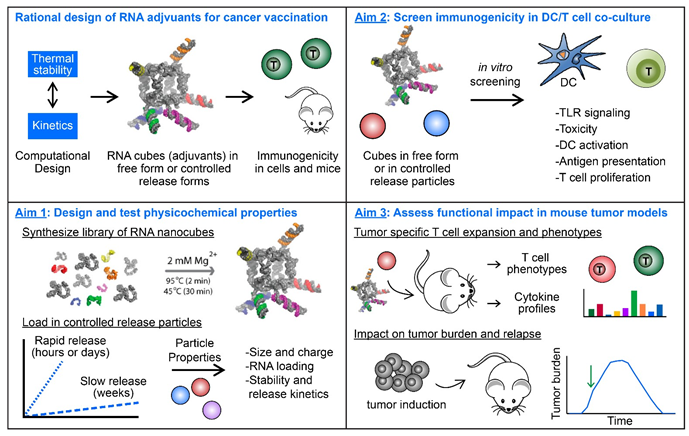 Approach to design and test controlled release of RNA adjuvants for enhanced cancer vaccination