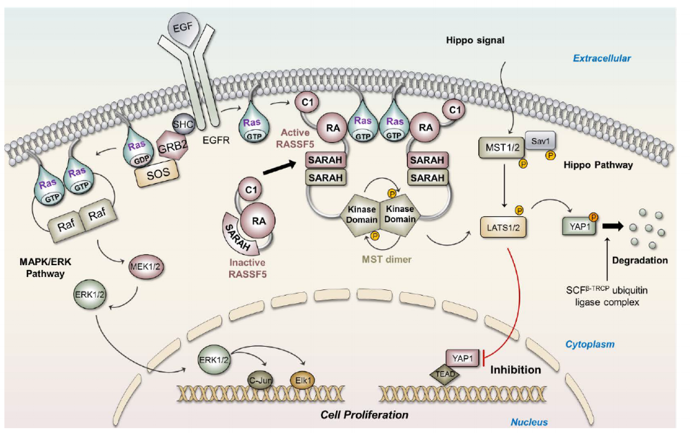 Extracellular epidermal growth factor (EGF) binding to the EGF receptor induces association of SHC, GRB2 and SOS, leading to SOS activation. SOS activates Ras by exchanging GDP to GTP. Active Ras can either associate as well as activate Raf(MAPK) or RASSF5(Hippo). Active RASSF5 increases the fluctuations of its SARAH domain which now heterodimerizes with the SARAH domain of the MST kinase leading to kinase domain dimerization. MST kinase auto-transphosphorylation induces Hippo signaling and results in YAP1 phosphorylation. Phosphorylated YAP1 is degraded by the SCF^β-TRCP ubiquitin ligase complex, preventing cell proliferation and suppressing tumor.