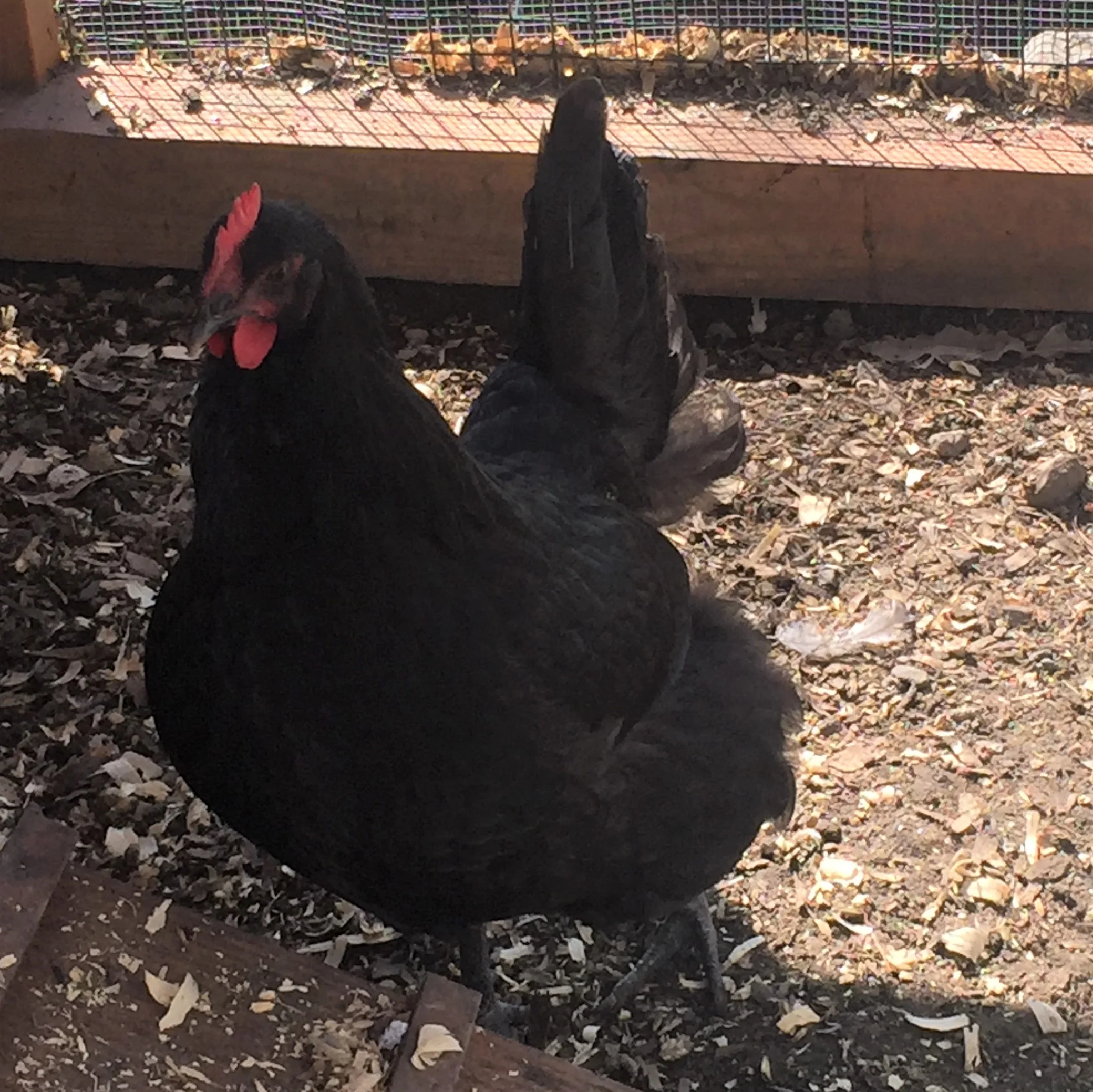Ruth Bader Ginsbird.jpg