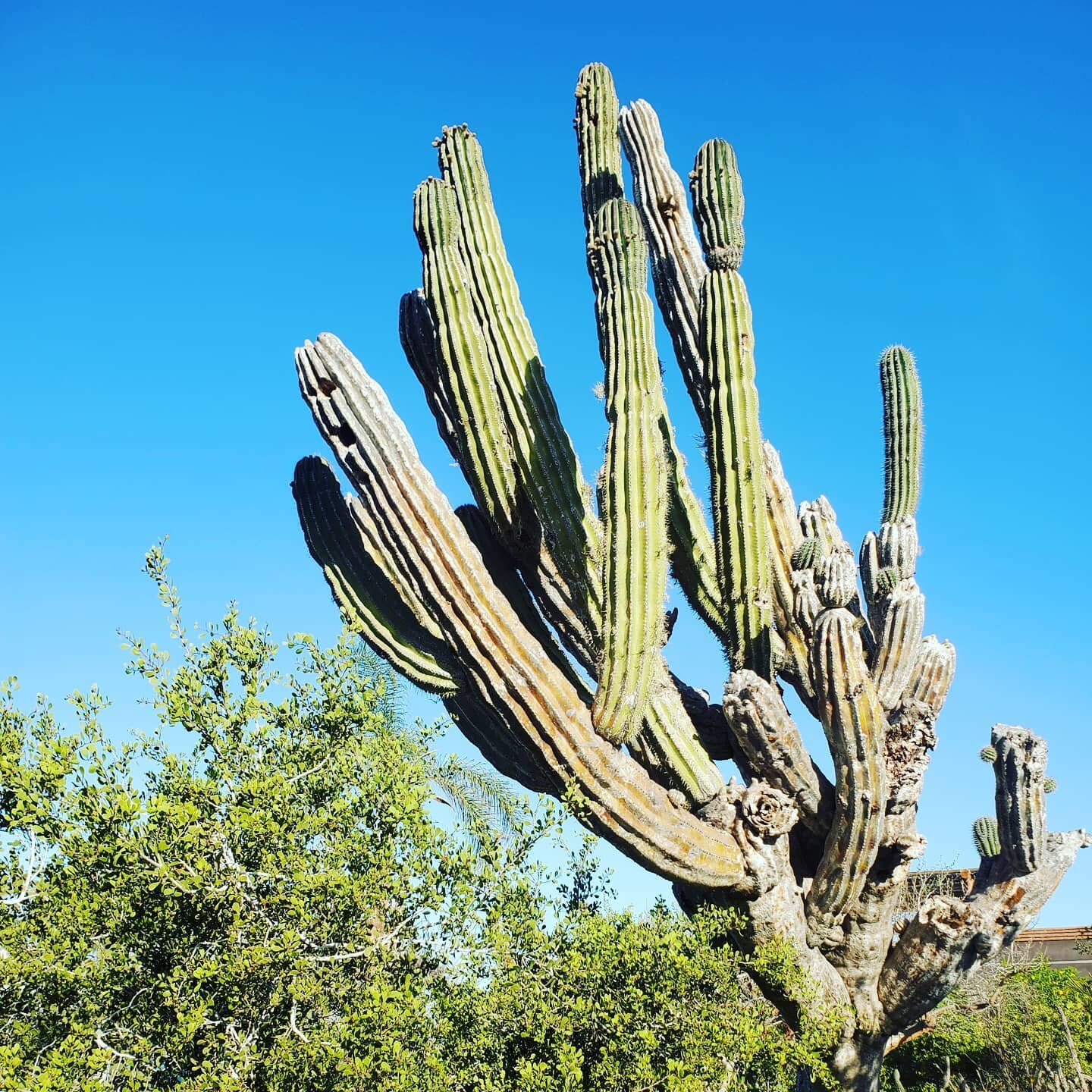 I am moved by the words of the beloved writer who touched my soul many years ago while working and living in the desert. 
.
Edward Abbey wrote &quot;Sentiment without action is the ruin of the soul.&quot;. 
.
I have been told that I can be overly opt