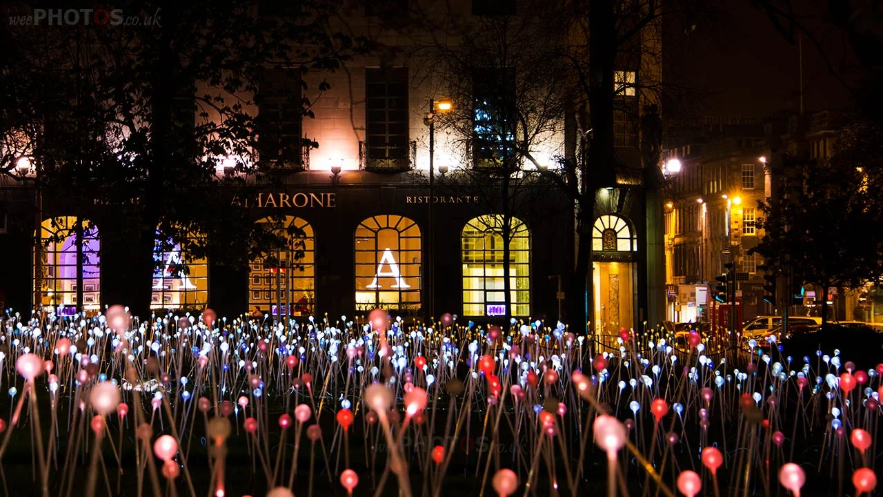 Amarone-field-of-lights-1280-wee.jpg
