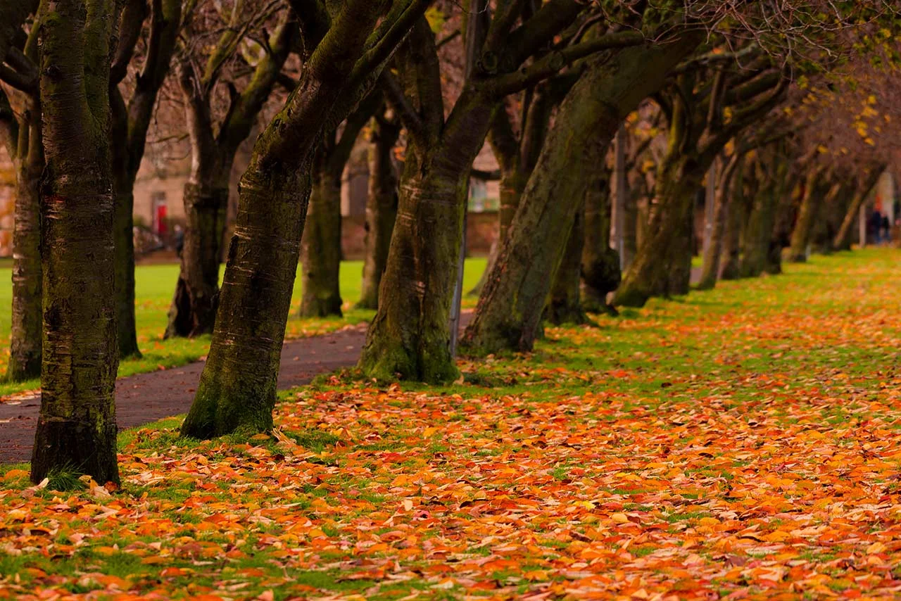meadows-cherry-avenue-1280-wee.jpg