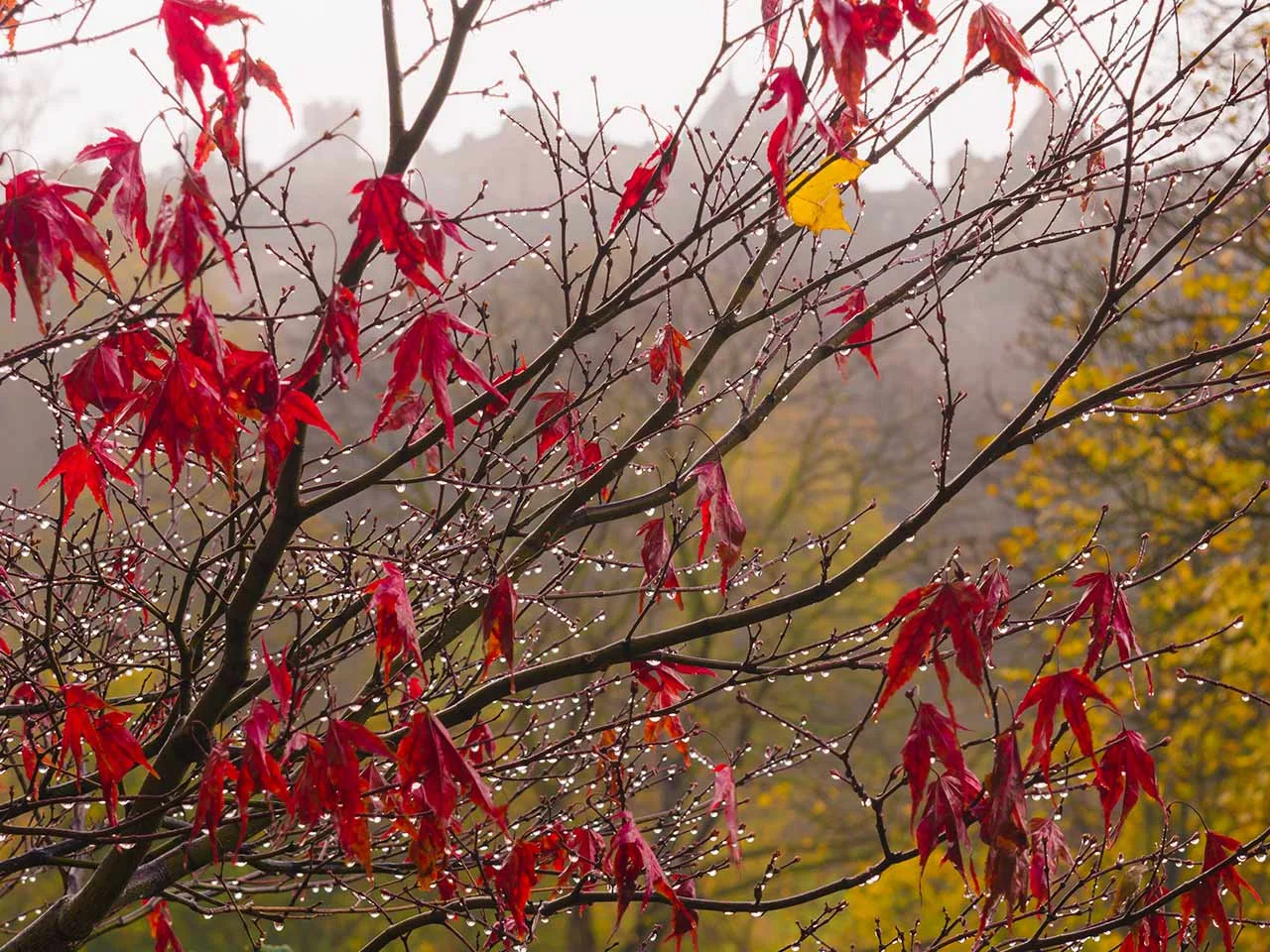 jewel-tree-princes-st-1280-wee.jpg