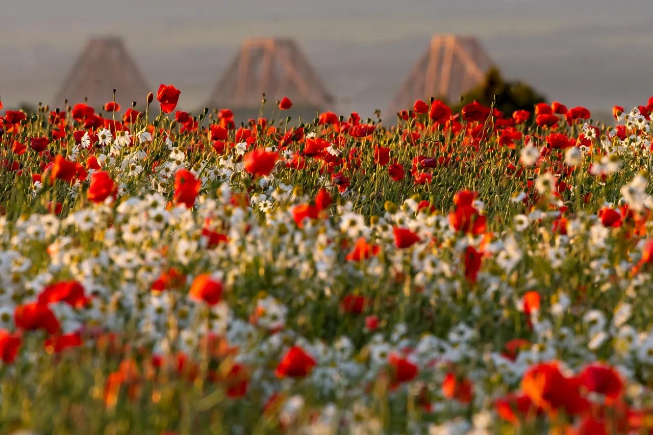 Poppies, Daisies and Forth Bridge - 16x12 inch Giclee Fine Art Print, Mounted and Framed in oak frame