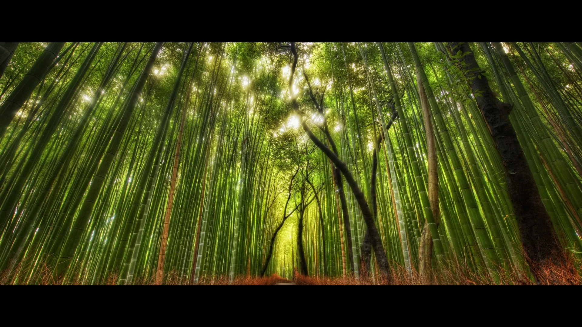 bamboo forest.jpg