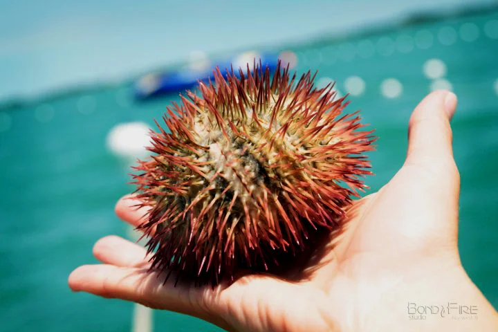 Urchin2.jpg