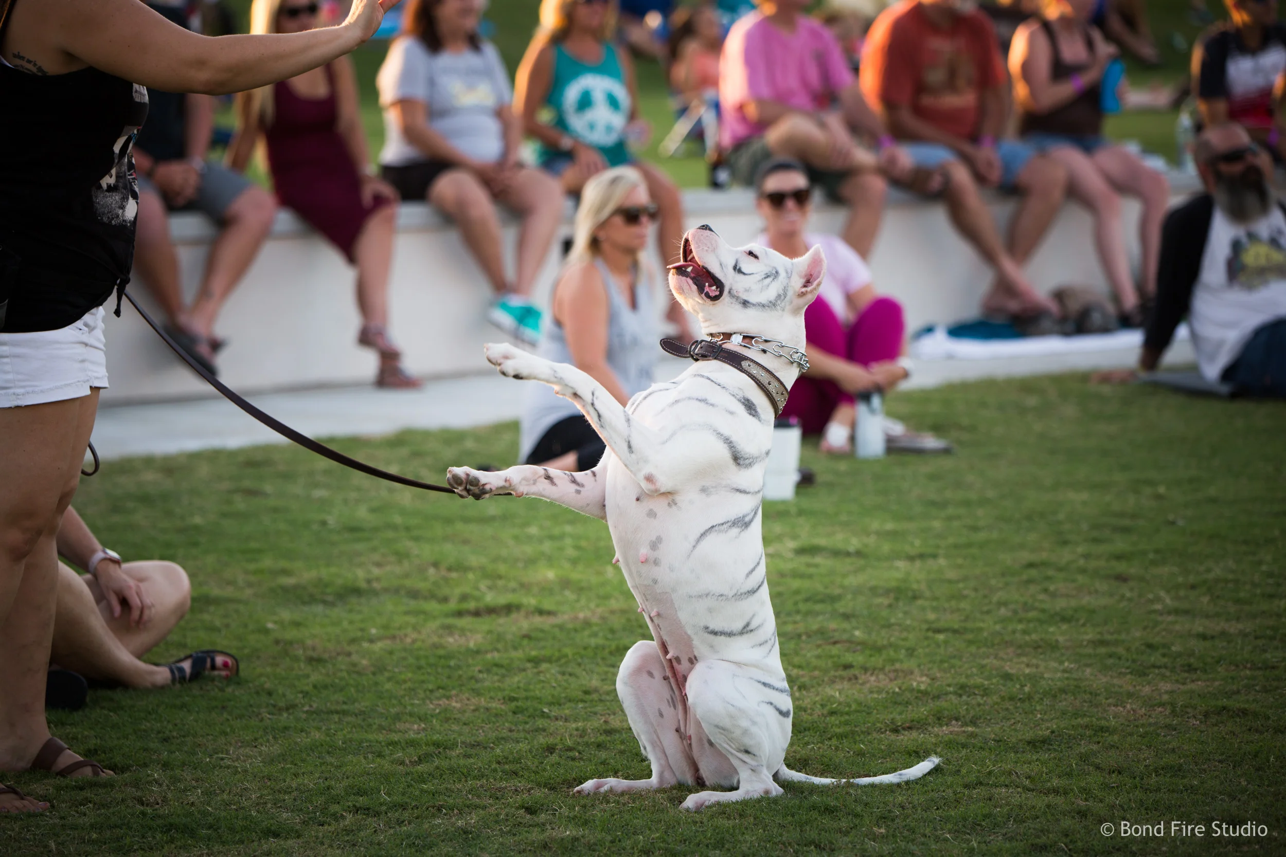 PetMasquerade_181024-044_5914_BondFireStudio.jpg