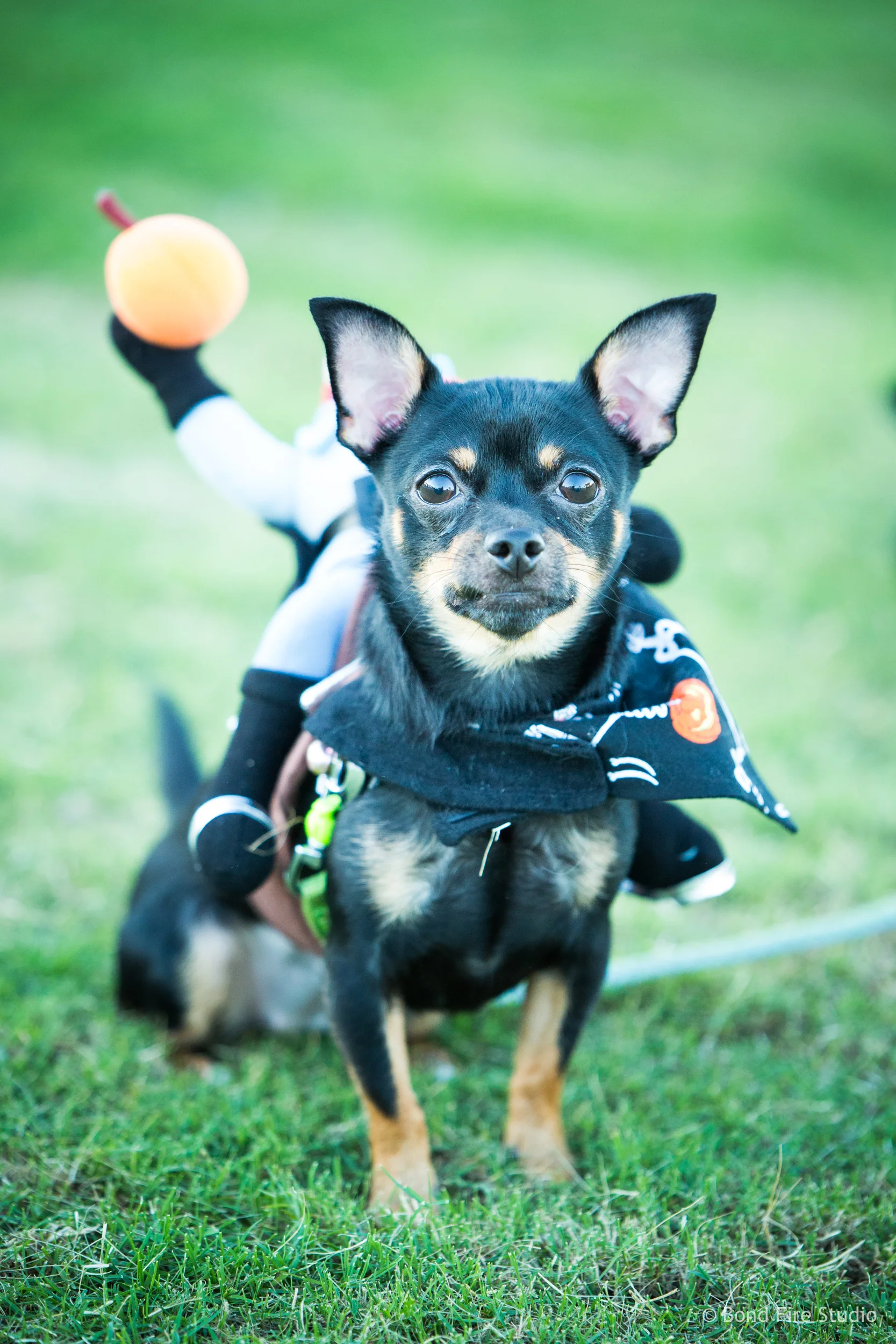 PetMasquerade_181024-048_5929_BondFireStudio.jpg