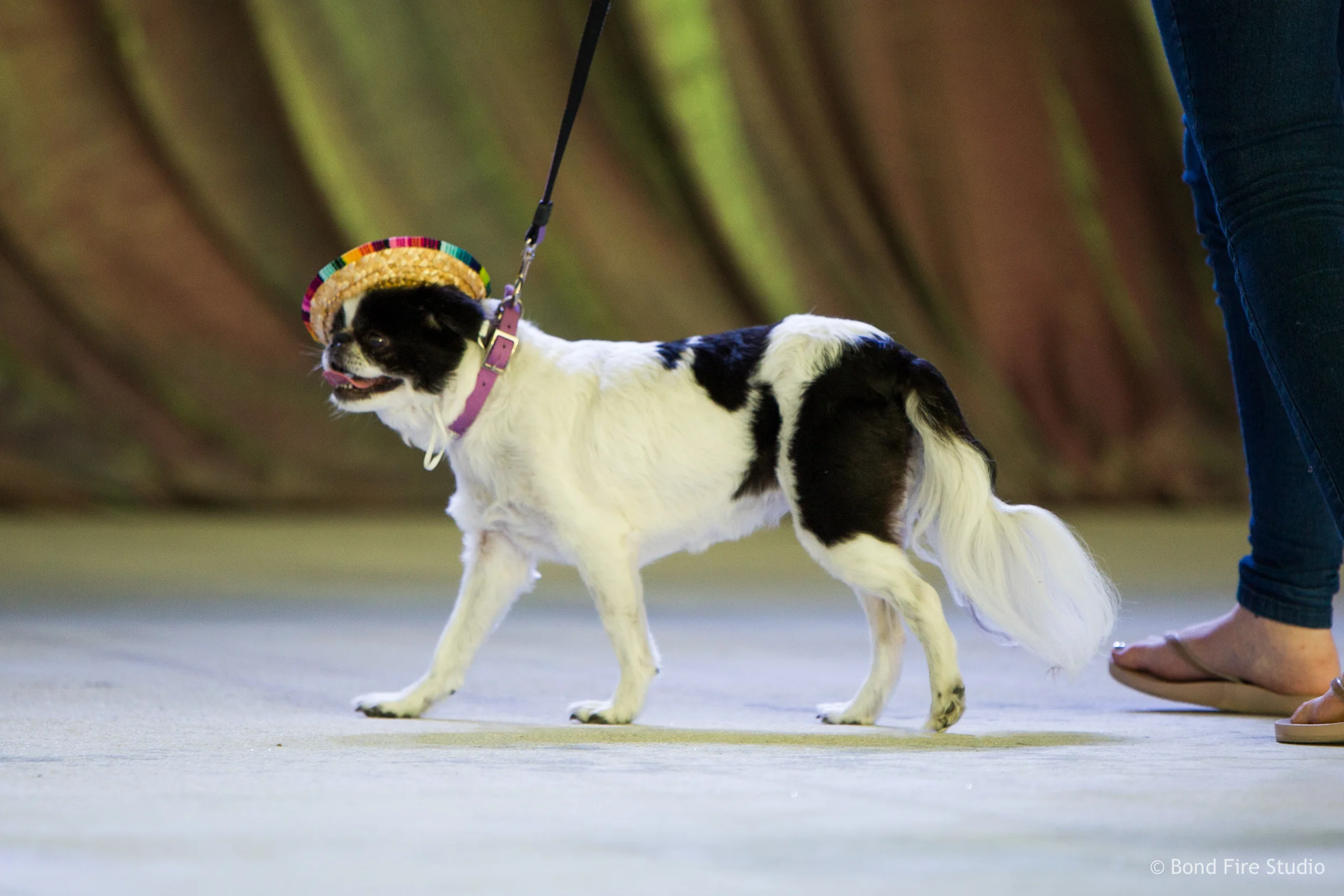 PetMasquerade_181024-079_5992_BondFireStudio.jpg