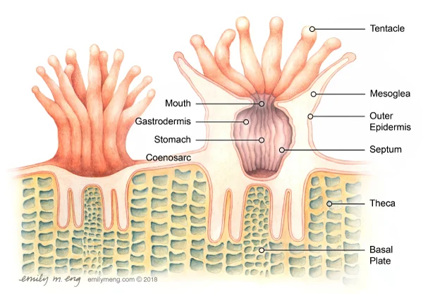 EME_coral_crosssection_label.jpg