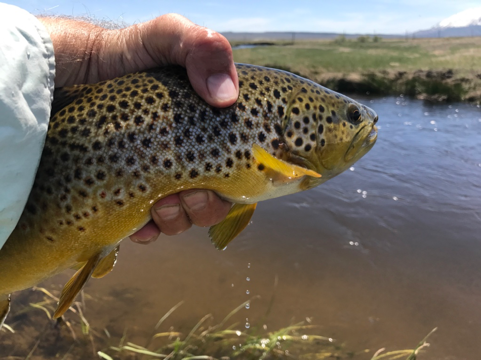 A typical trophy brown trout guide Fred Rowe caught while plying the waters of the upper Owens River with a three fly Czech nymph rig in the springtime.
