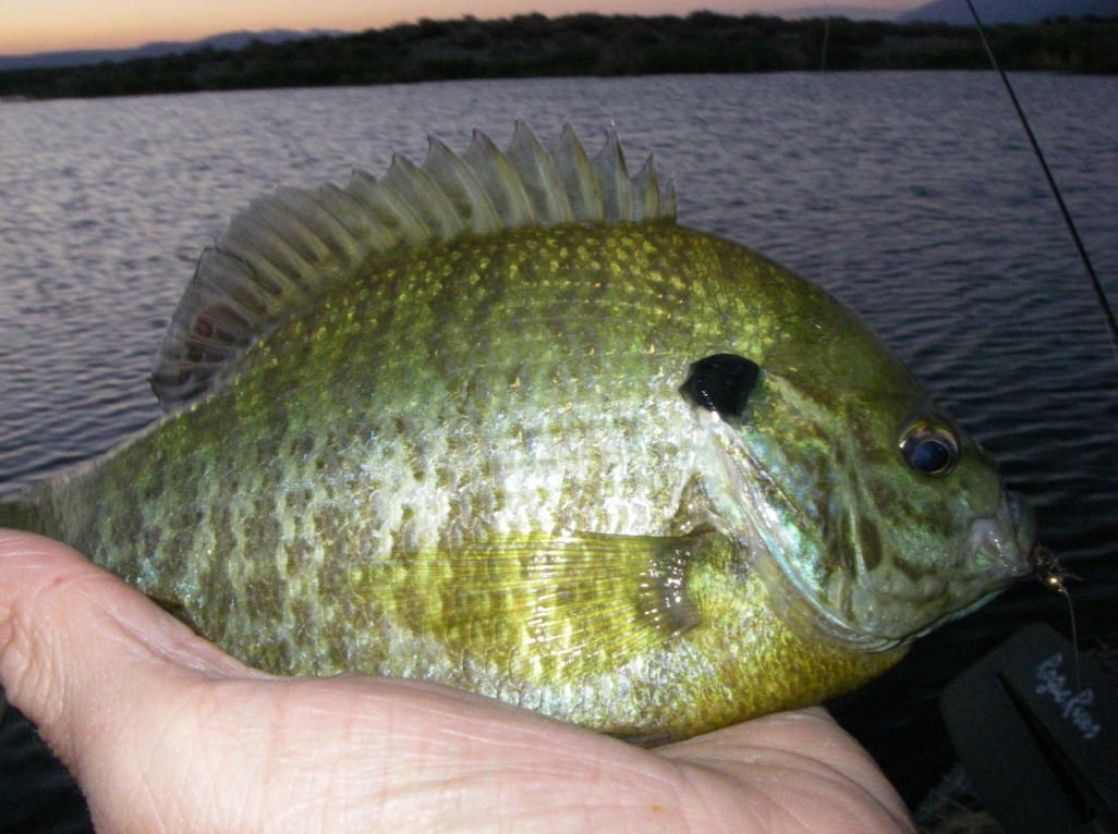 Bluegill are a great fly rod fish for beginners and experts alike, especially on three or four weight fly rod outfits.