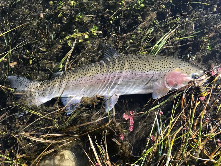 Waters I Guide On  Sierra Bright Dot