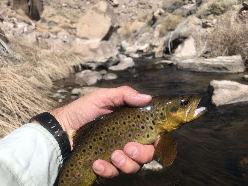 The gorge section of the Owens River is home to a healthy population of wild brown trout up to 14 inches.