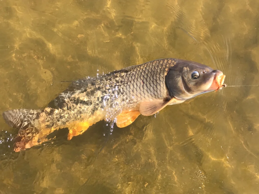 Carp, the ghost of the flats, require great skills from fly fishers who pursue them in still waters.