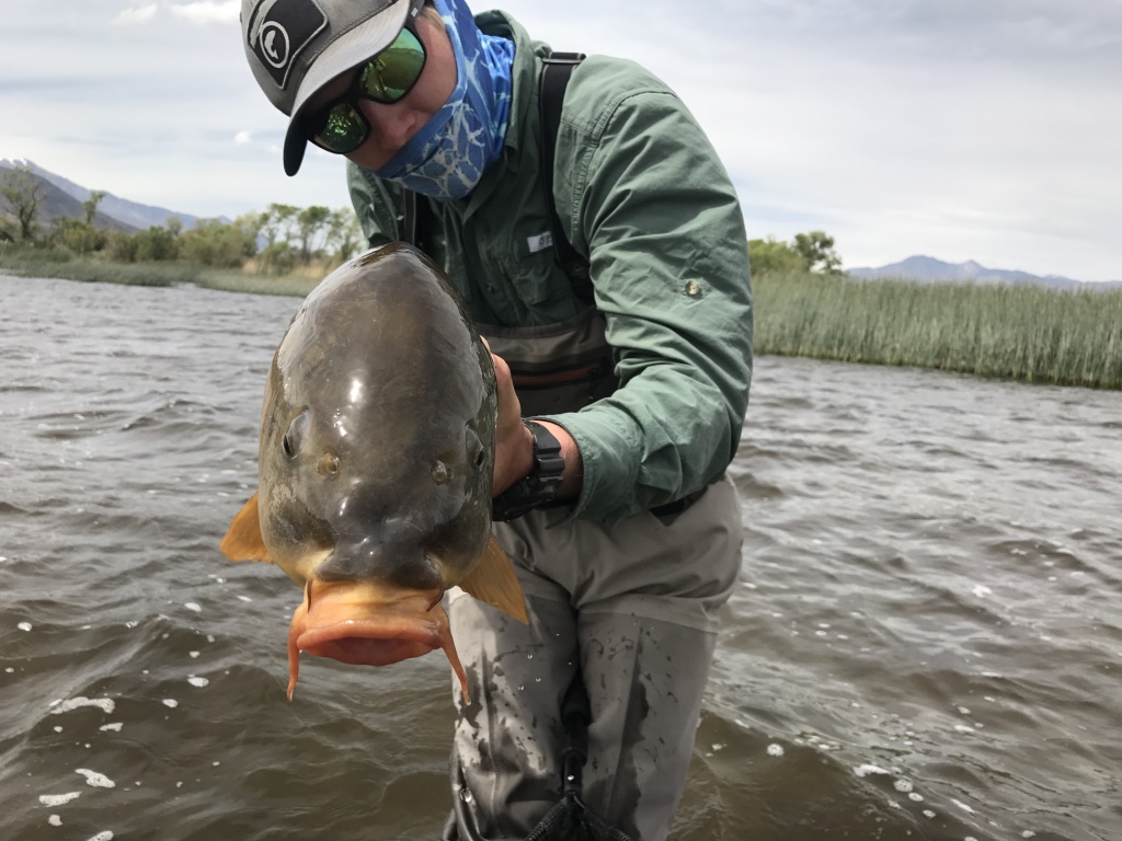 With a mug only a mother could love carp offers fly fishers the biggest challenge of any fish in the Eastern Sierra.