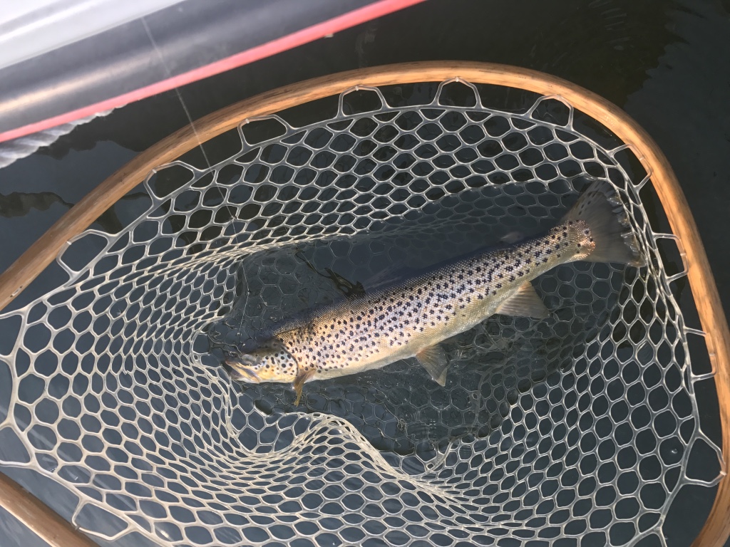 Fly fishing from boats on Crowley Lake produce trophy brown trout like this one that fell for a tiger midge.