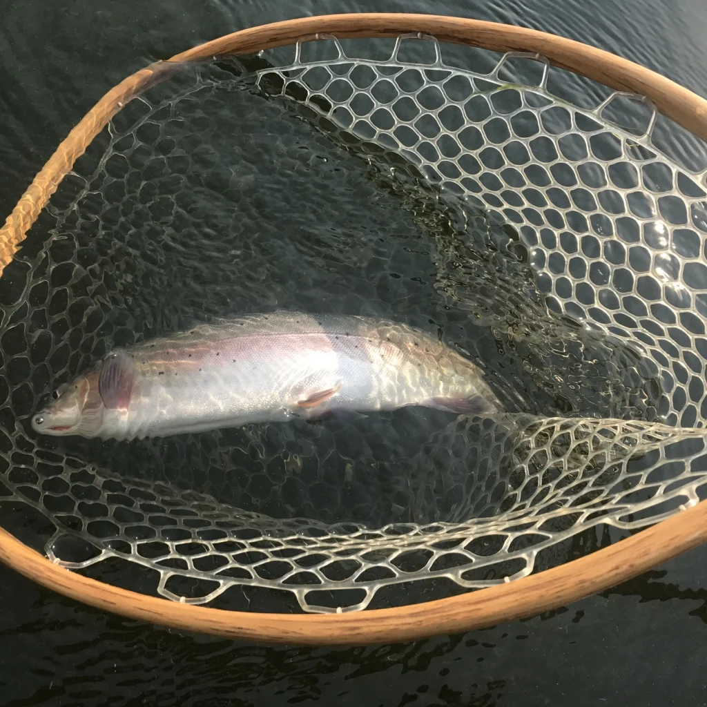 This midge caught cutthroat trout from Crowley Lake is about to be released back into the lake to be caught by another angler.