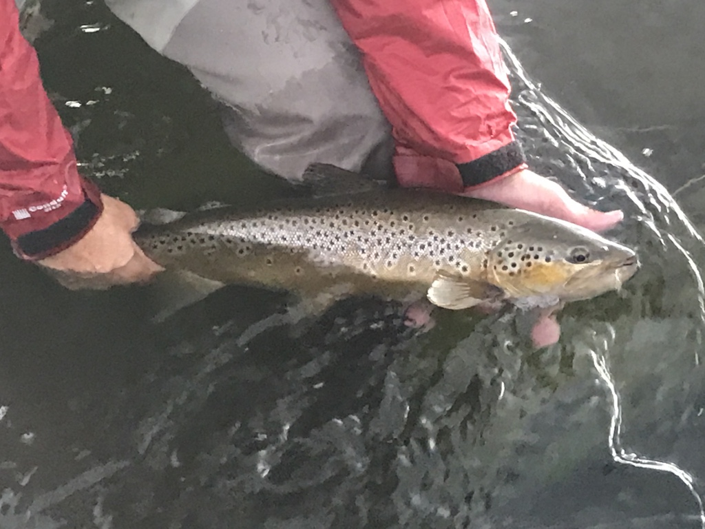 Trophy brown trout from Crowley Lake enter the upper Owens River in mid-September and continue to be available to fly fishers through November.