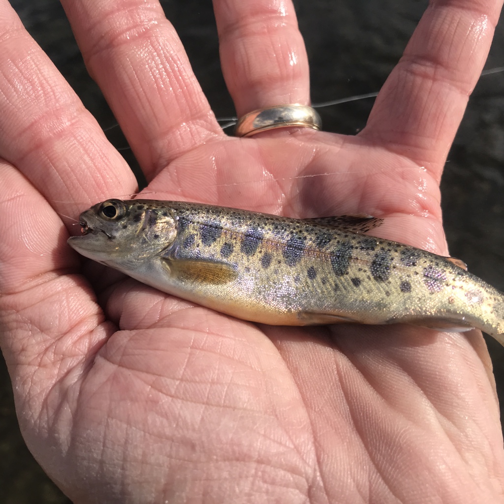 Juvenile trout, like this rainbow, offer fly fishers plenty of action on the upper Owens River in the summer months.