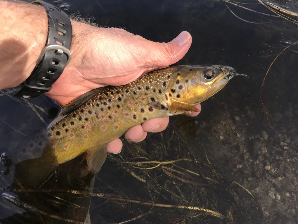 Wild brown trout are great adversaries for fly fishers in the wild trout section of the lower Owens River.