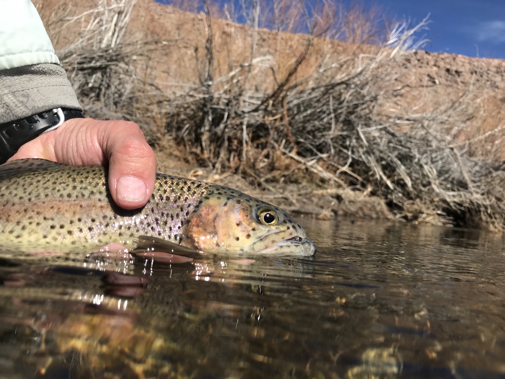 Mid-winter is prime time to pursue migrating rainbows in the power plant section of the lower Owens River.