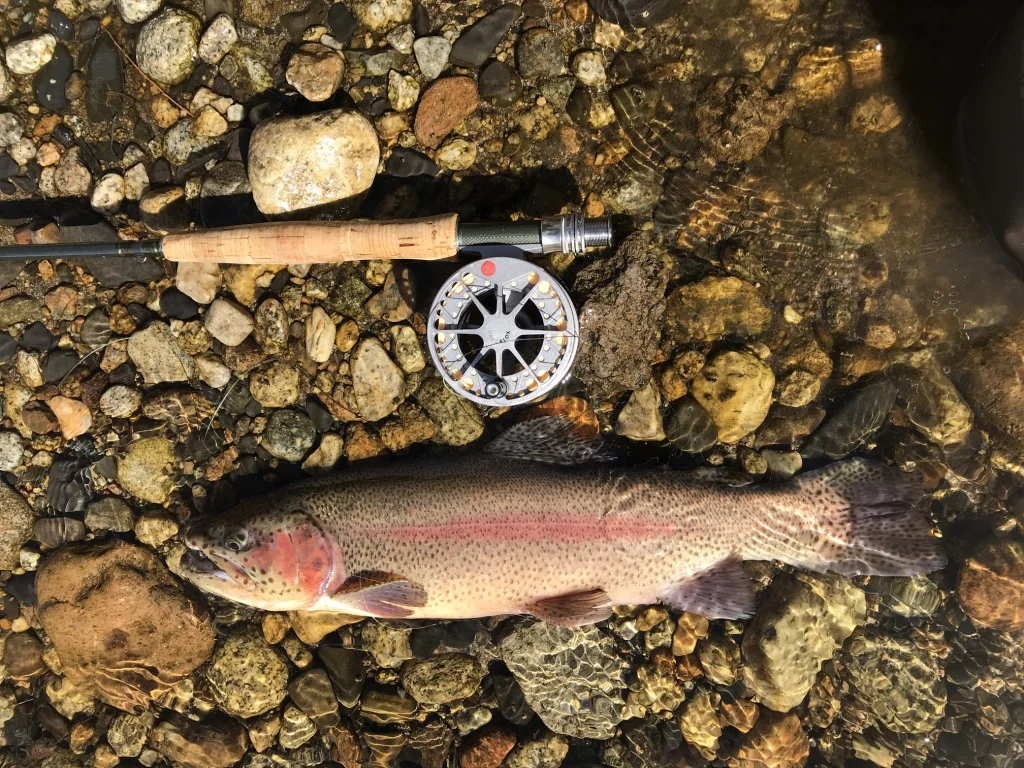 Rainbows from Pleasant Valley Reservoir migrate up the power plant section of the lower Owens River in winter searching for spawning gravels.
