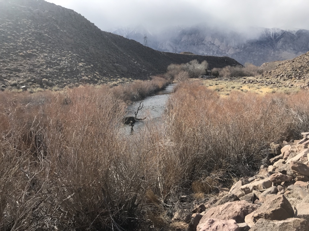 Water flows are down in the winter time, allowing fly fishers wading access to the power plant section of the lower Owens River.