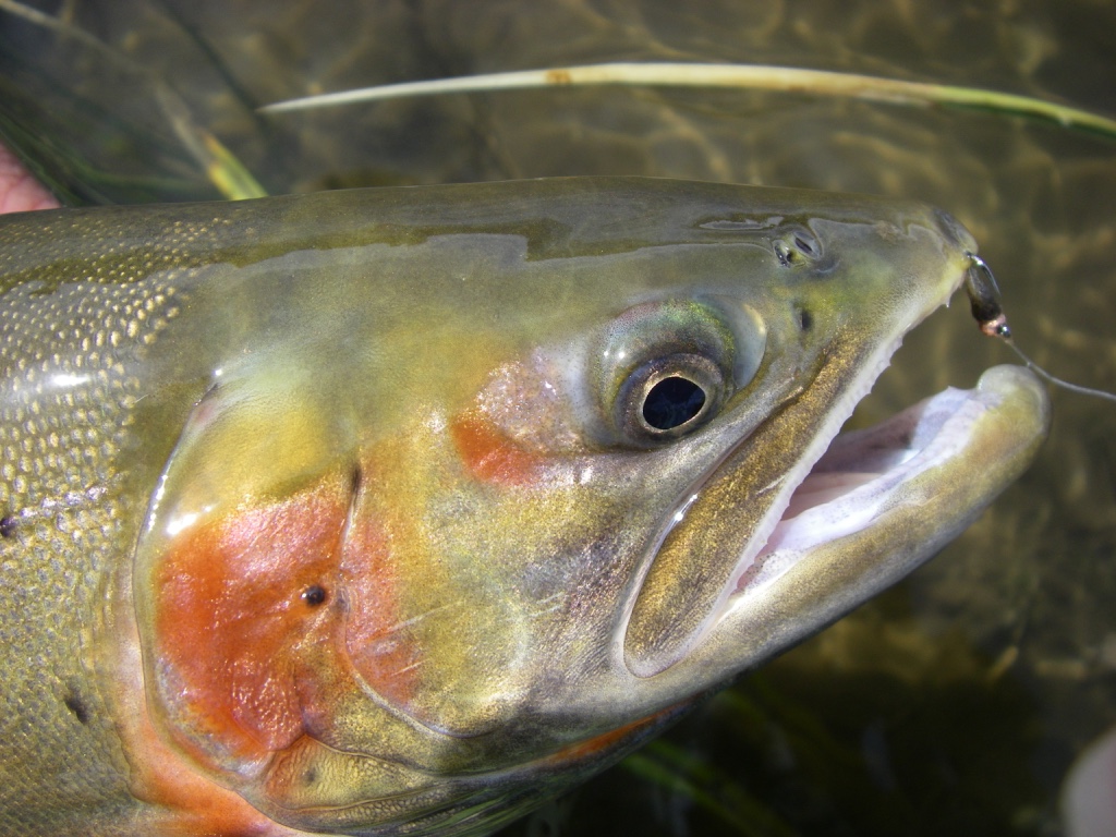 Trophy cutthroat migrate out of Crowley Lake to spawn in the upper Owens River are the targets of May fly fishers.