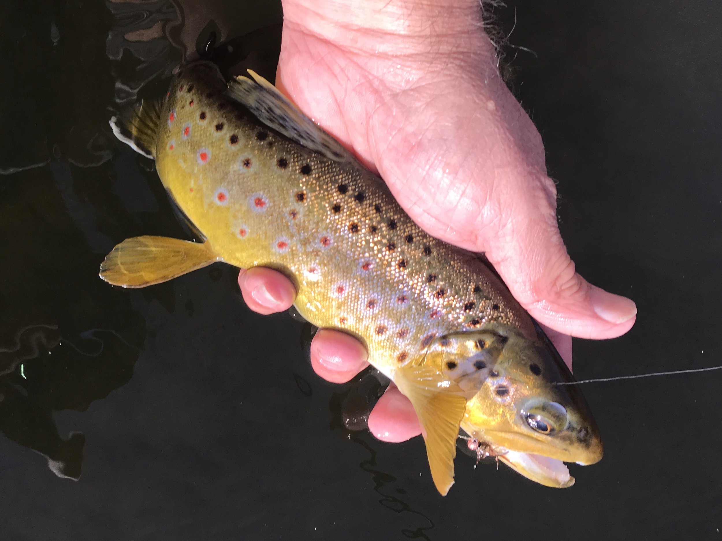 A 13-inch wild brown trout that was fooled by a stoner nymph the middle fly in a three fly Czech rig.