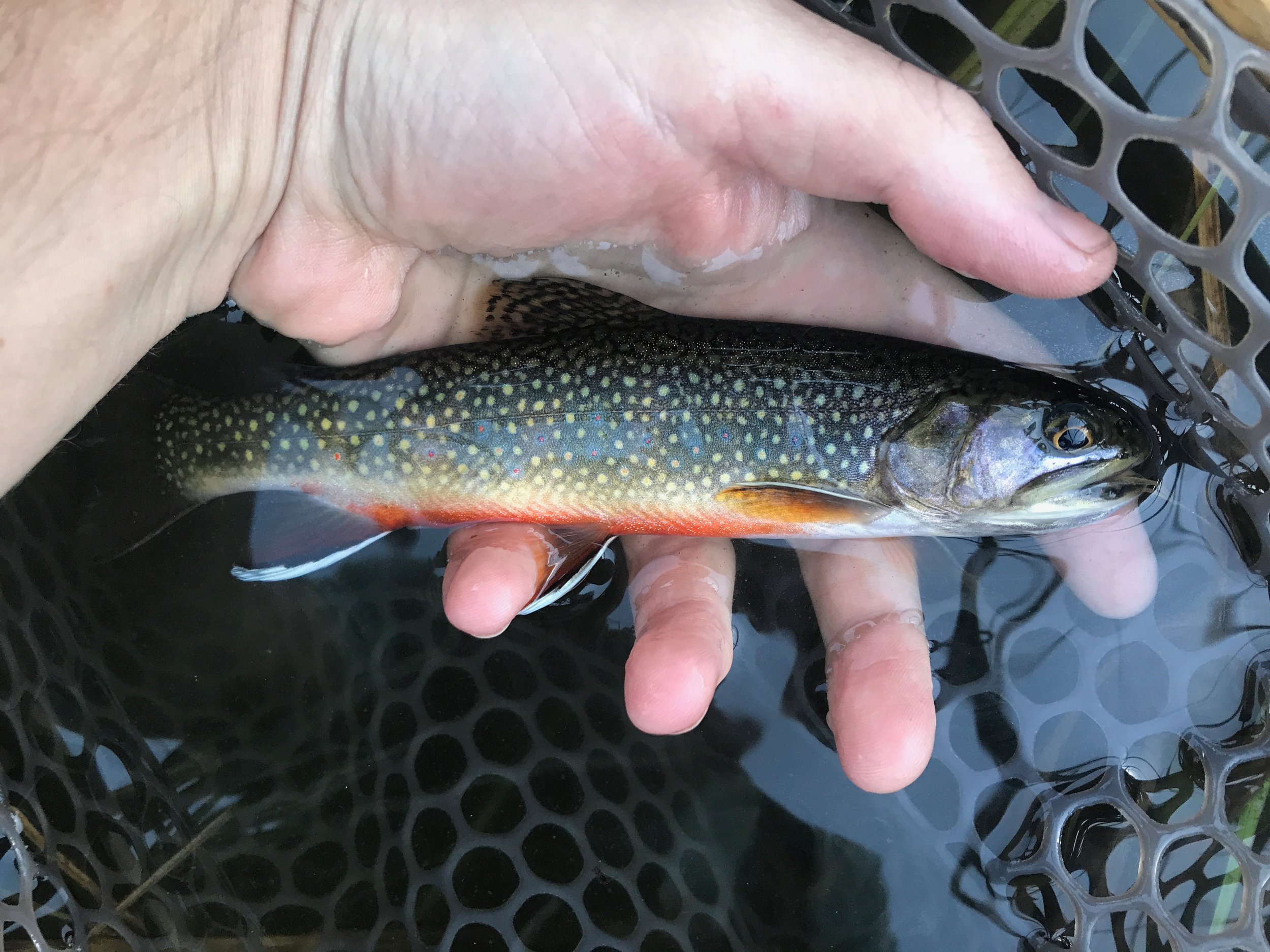 Sierra Bright Dot Fly Fishing Report - June 17, 2022 4 IMG 9105
