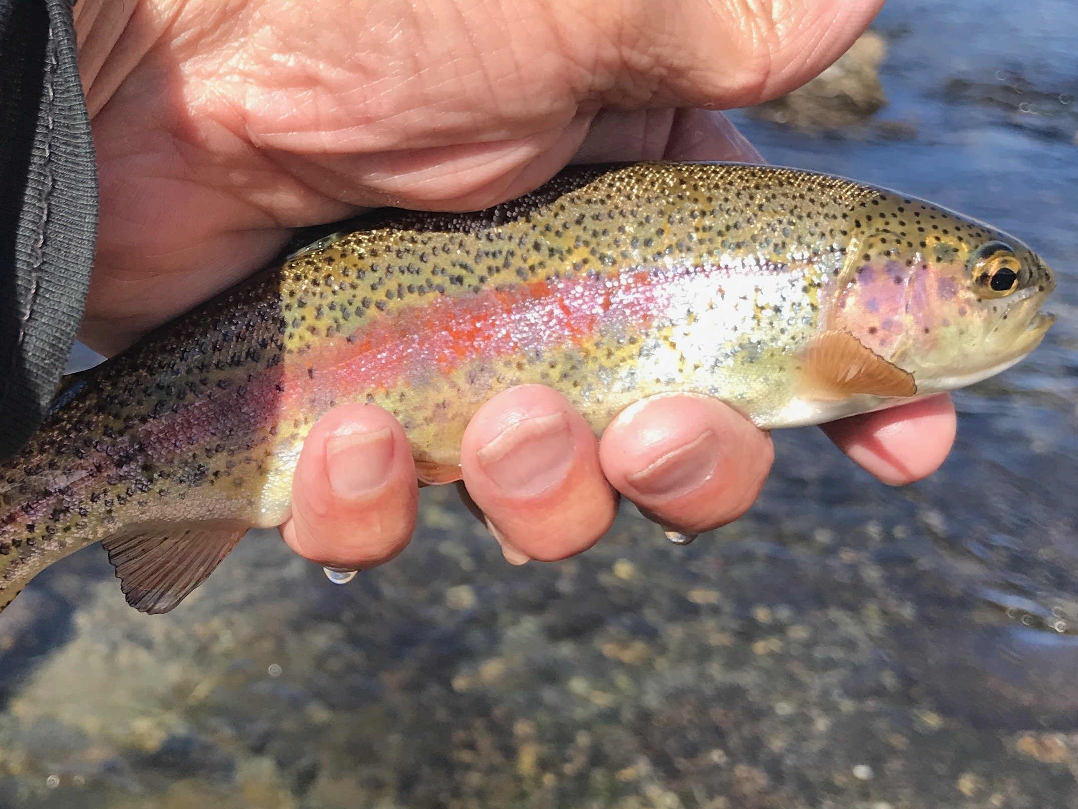 Fly Fishing Report — Sierra Bright Dot