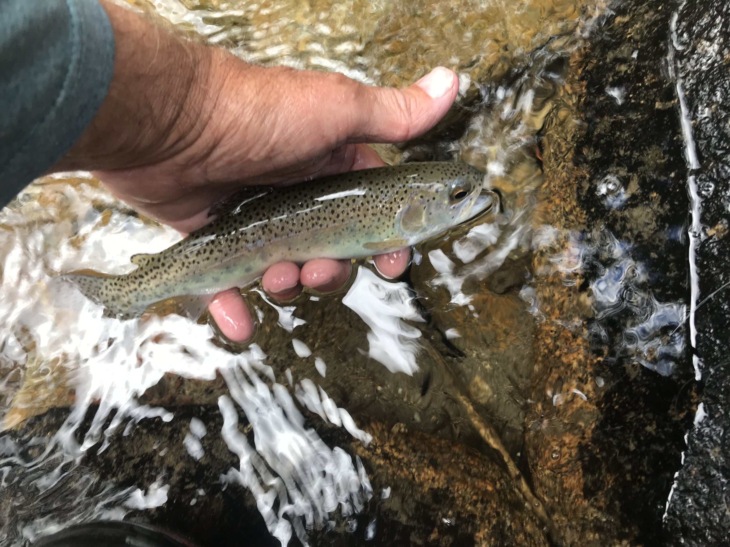 Sierra Bright Dot Fly Fishing Report – August 26, 2022 3 image 5