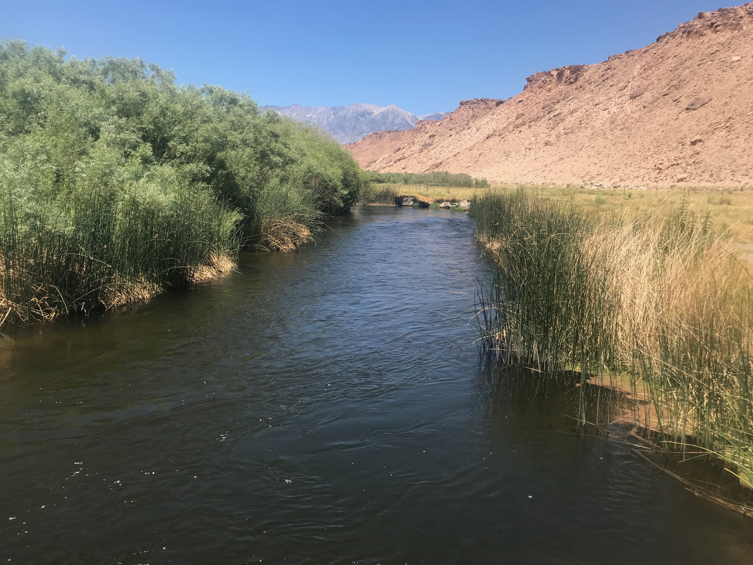 Sierra Bright Dot Fly Fishing Report - June 17, 2022 5 IMG 9033