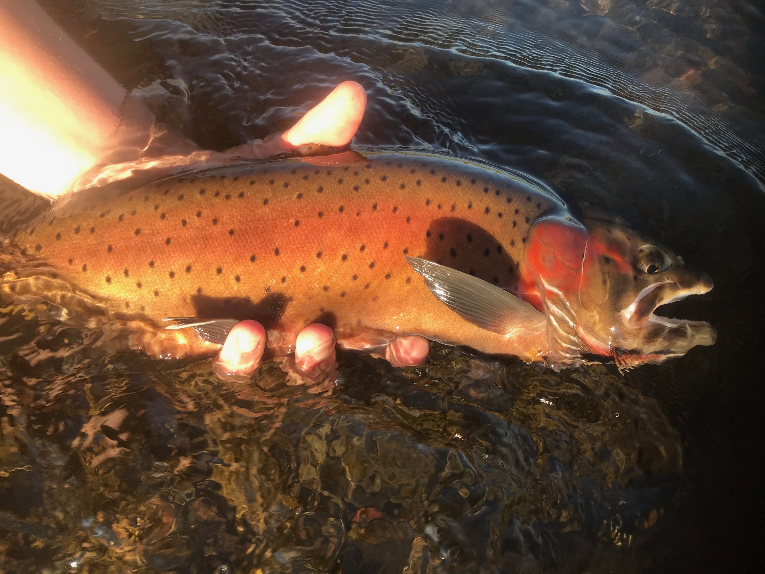 Colorado Cutthroat Trout Fishing (ACTIVE TROUT BITE!) 