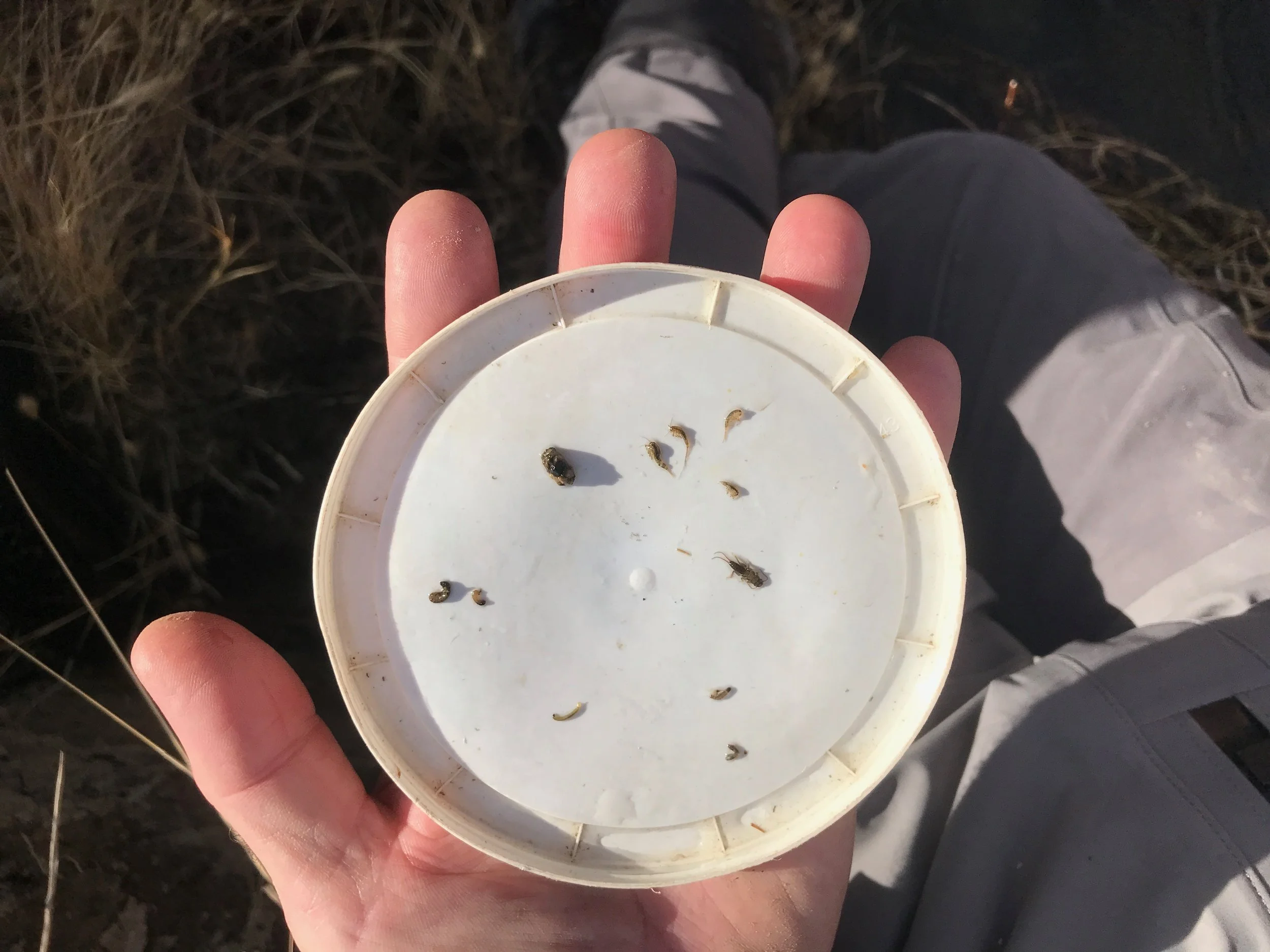 Lower Owens River Stomach Pump Sample on Monday January 15, 2024