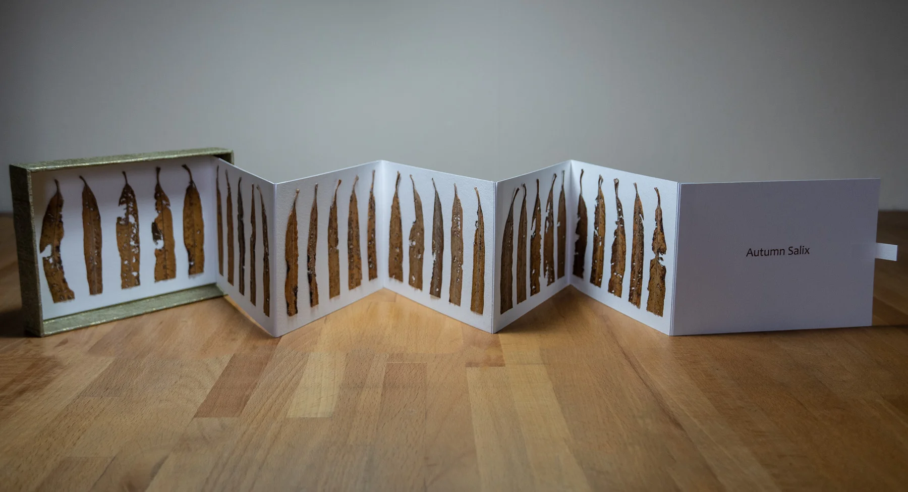 Autumn Salix concertina extended