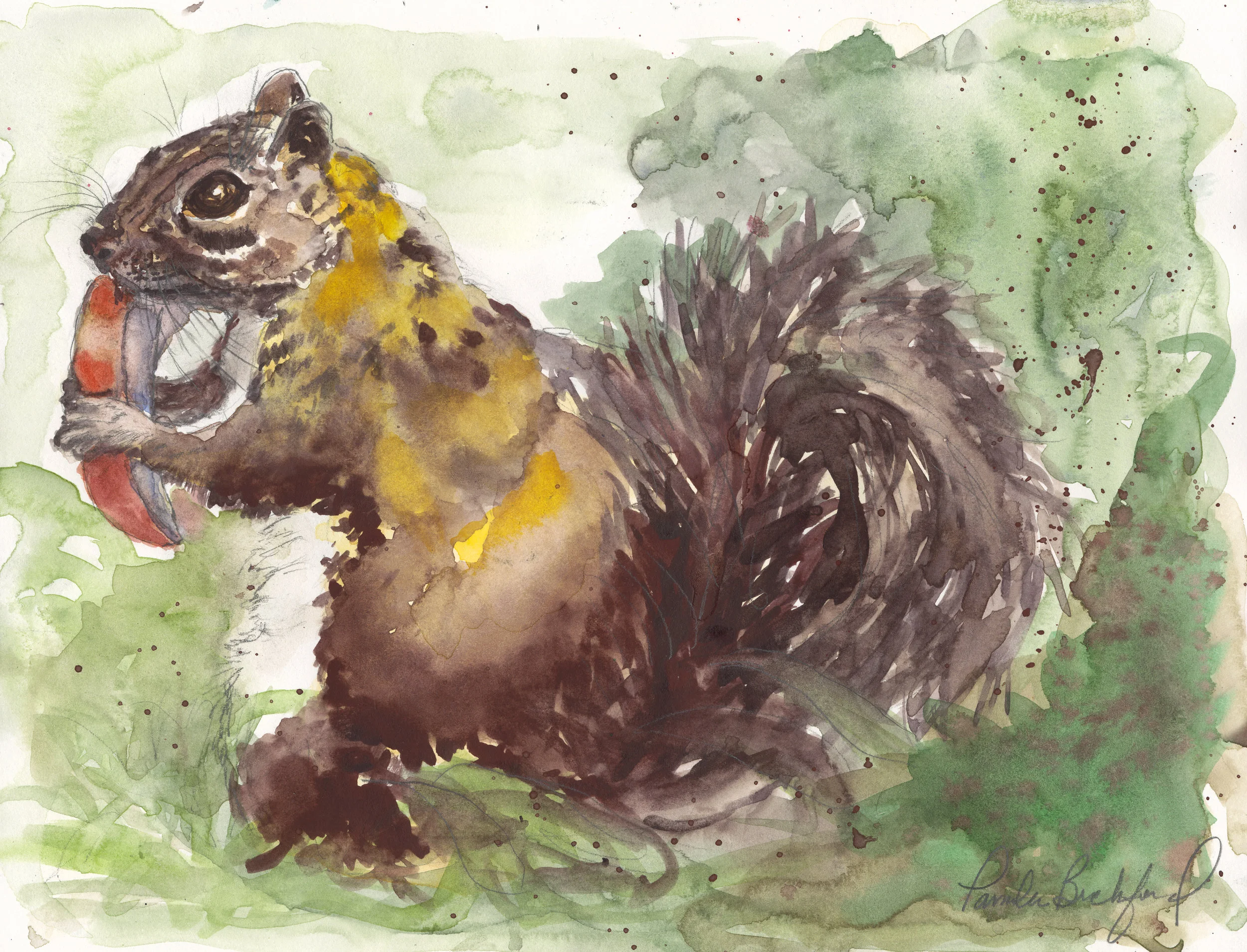 Squirrel in the Garden