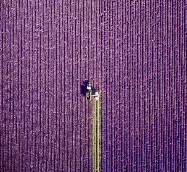 Valensole, France. Winner of the best drone nature image of 2017 from National Geographic.